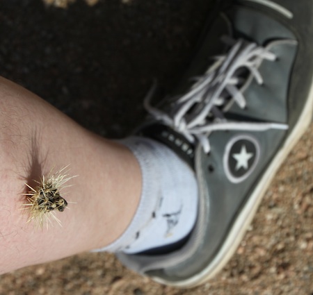 cactusstick1